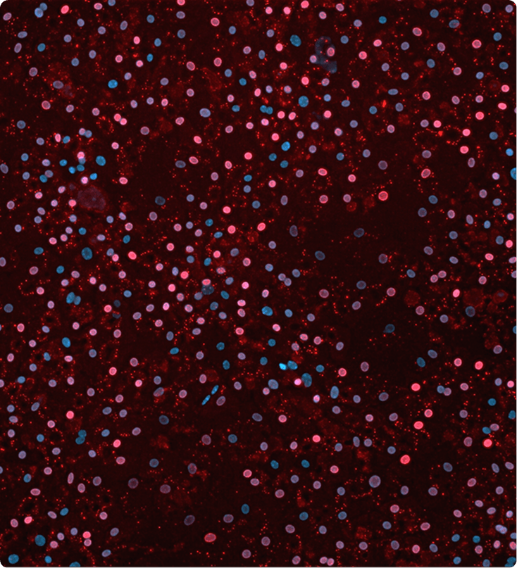 Picture showing pre-infected HBV Primary Human Hepatocytes